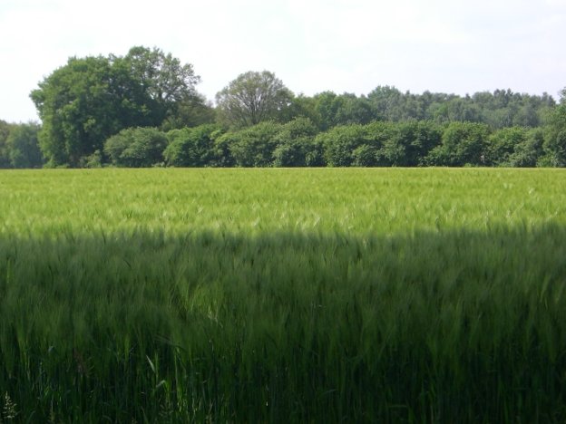 RTF Delmenhorst 023